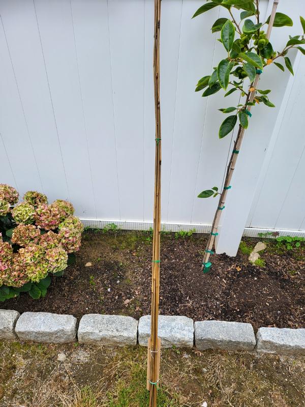 6 Pack 6' Bamboo Plant Stakes 