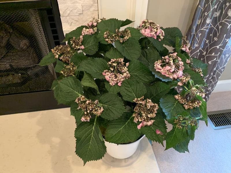 Multicolor Hydrangea in 1.9-Gallon Planter at Lowes.com