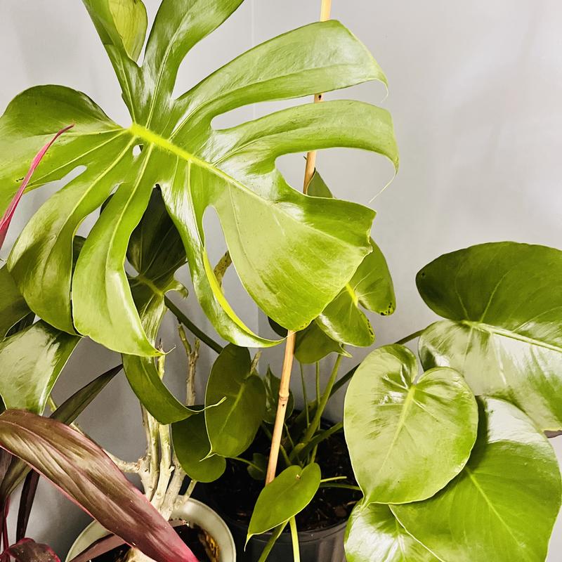 United Nursery Monstera Deliciosa House Plant in 10-in Pot 72499 at  Lowes.com