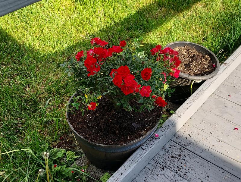 Lowe's 2 -Gallon Rose in the Perennials department at Lowes.com
