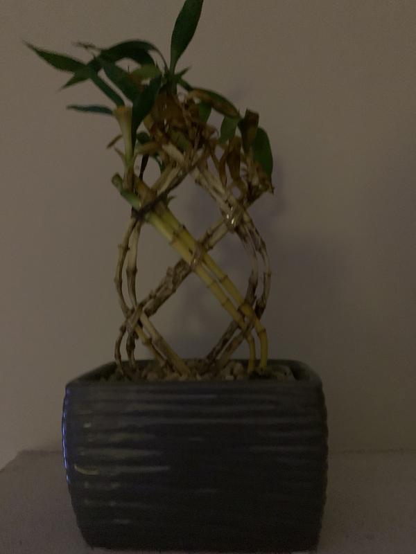 dracaena jc compacta 4
