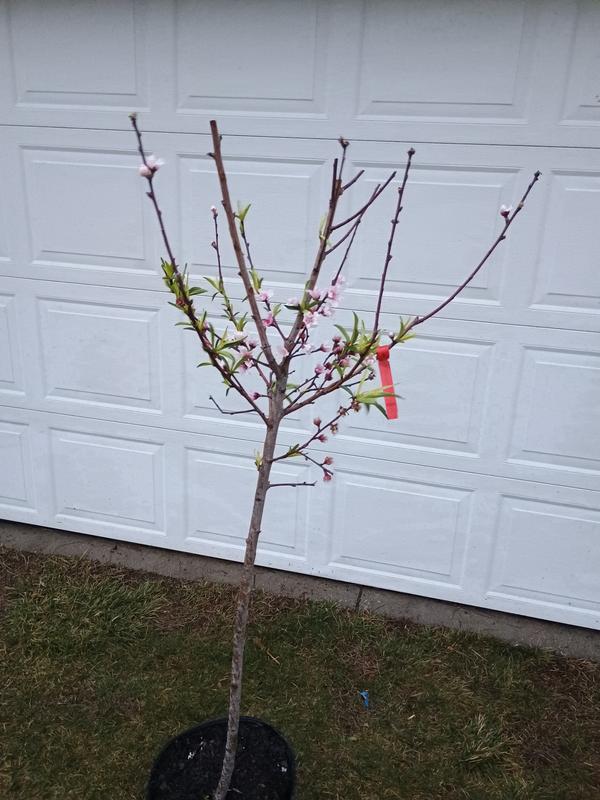 https://photos-us.bazaarvoice.com/photo/2/cGhvdG86bG93ZXM/90003581-0e39-5251-9b1b-2e26b7515fd5