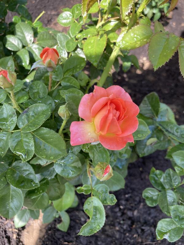 Knockout Roses 1 -Gallon Orange in the Perennials department at Lowes.com
