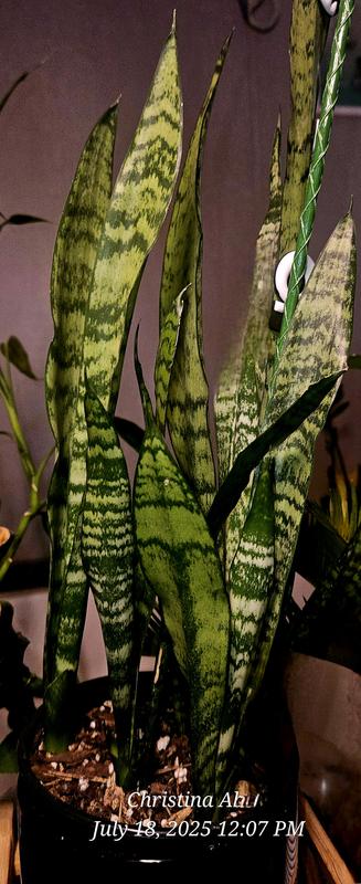 black zz plant near me Black Raven Zz  Botanical Dwellings