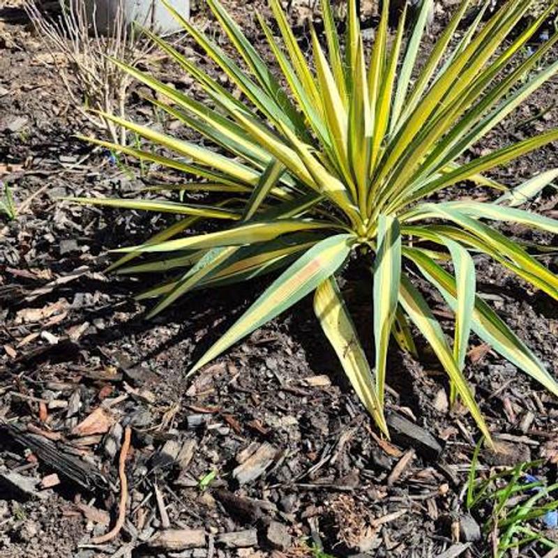 2.25 -Gallon Color Guard Yucca Accent Shrub 1 -Pack in the Shrubs