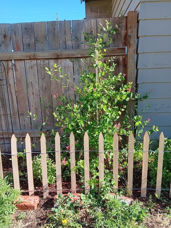 15-ft x 2-ft Brown Cedar Woven Wire Rolled Fencing