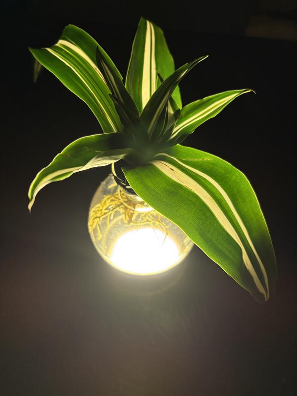 LiveTrends Illuminate House Plant in 1-Pack(s) Pot ASB06863