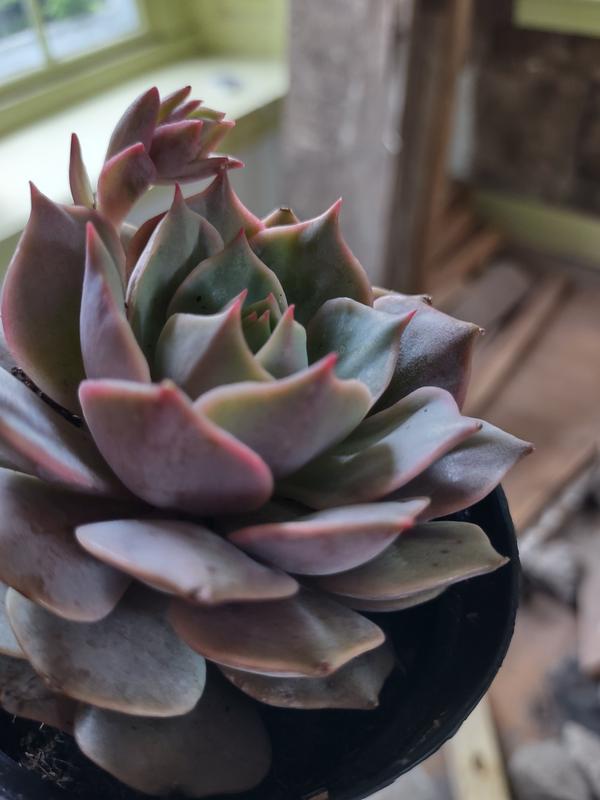Altman Plants 3-Pack Echeveria Succulent in 11-oz Pot 0881005 at