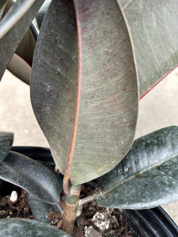 snake plant leaves splitting Variegated Snake Indoor Plant