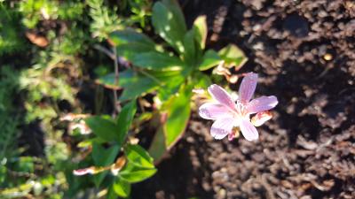 Lowe's Pink Bitter Root Plant in 2.5-Quart Pot NURSERY at Lowes.com