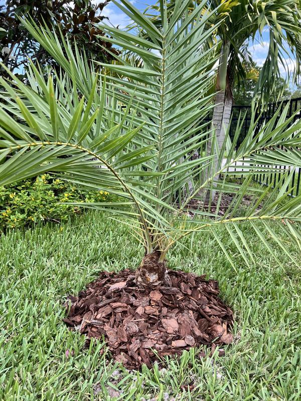 Lowe's Sylvester Date Palm in 13-Gallon Pot 1261072 at Lowes.com
