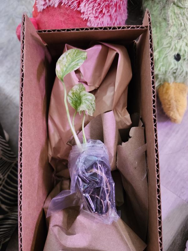 Costa Farms Trending Tropicals Pink Princess Philodendron House
