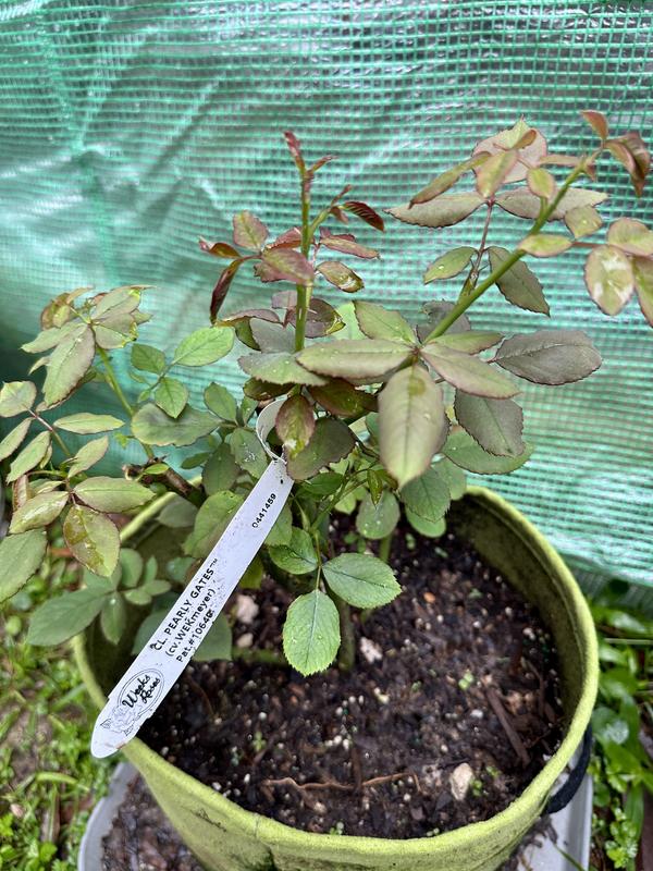 Spring Hill Nurseries Pink Flowering Pearly Gates Climbing Rose 1