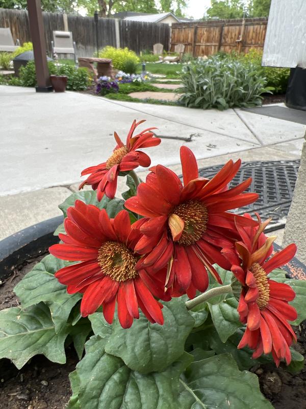 Miracle-Gro Red Brilliant Blooms Gerbera Daisy in 25-oz Pot in the