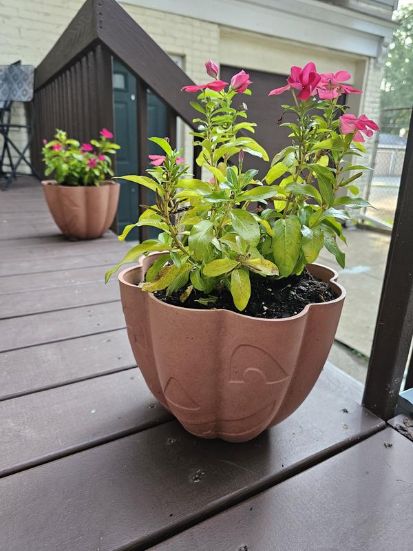 Lowe's Multicolor Veronica in 2.5-Quart Pot in the Perennials