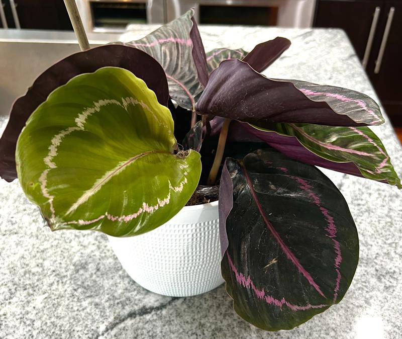 Calathea 'Dottie' - Pot 17cm - Hauteur 30-40cm - Plante d'intérieur -  FloraStore