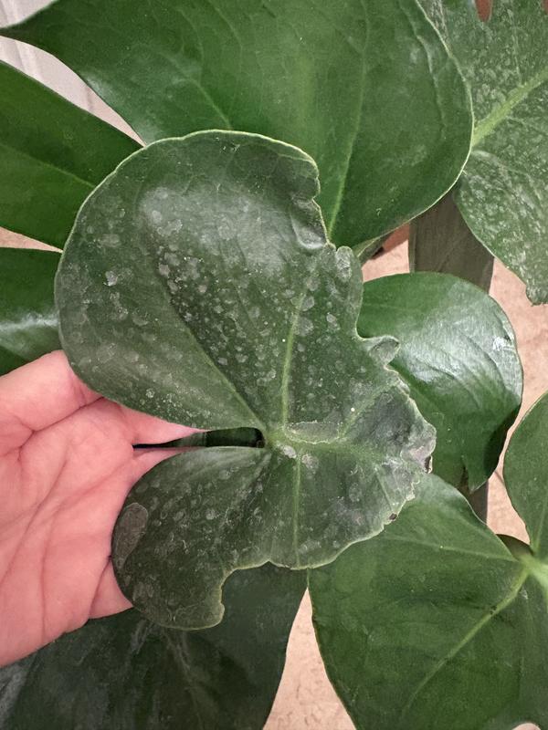 philodendron price Philodendron barrosoanum main image 0