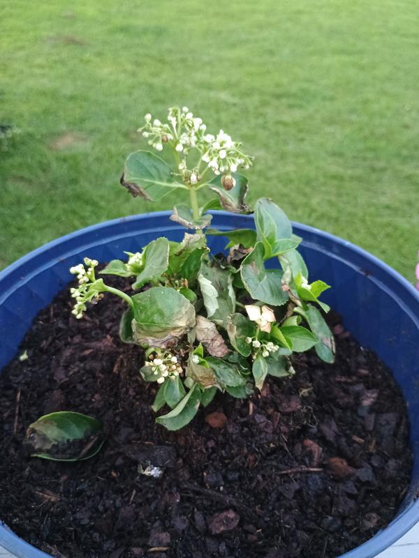 Proven Winners White Fairytrail Bride Cascade Hydrangea Flowering
