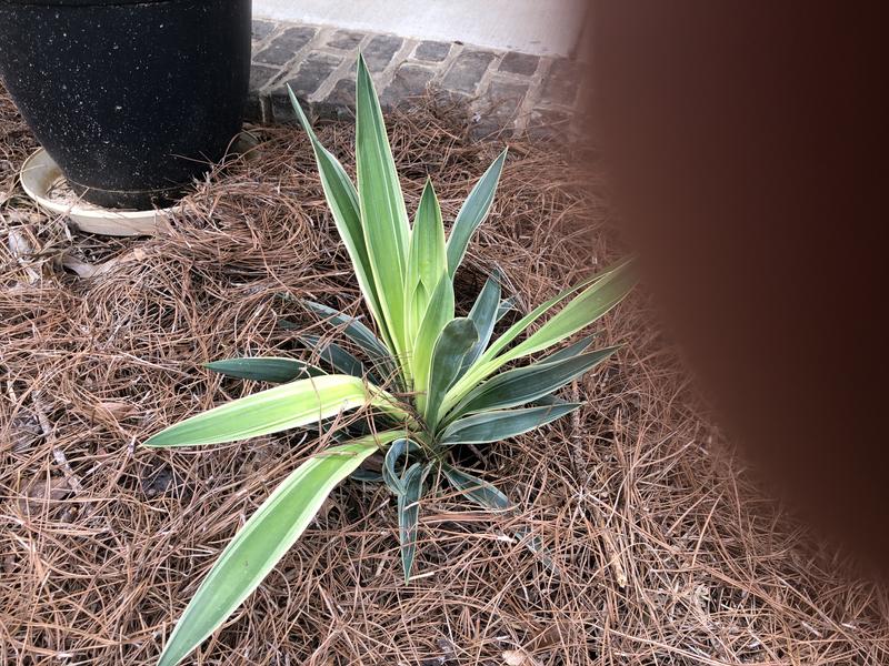 White Common Yucca Plant Pot 2-Pack 1171 at Lowes.com