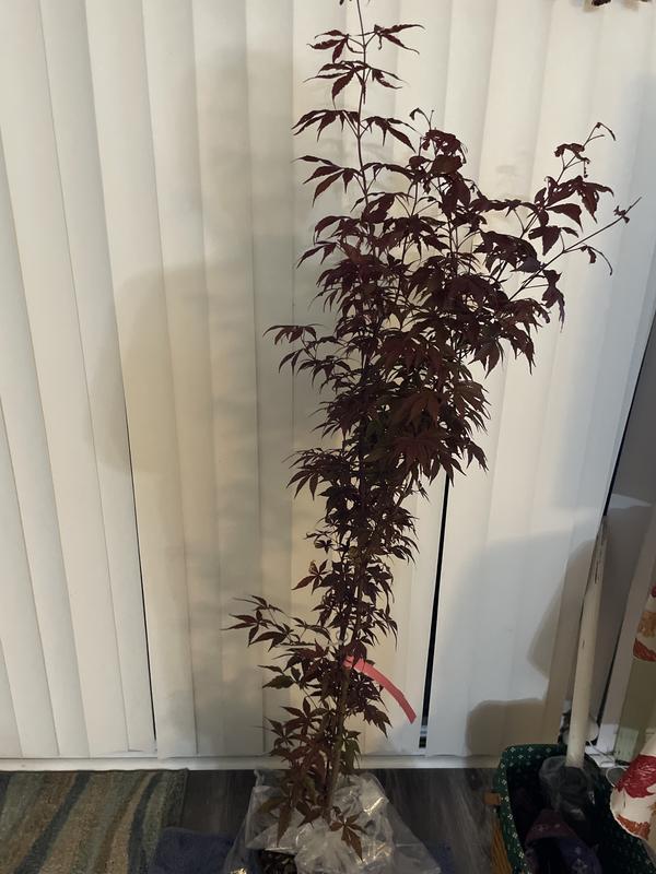 Southern Planters 3-Gallons Feature Japanese Red Maple Tree In Pot ...