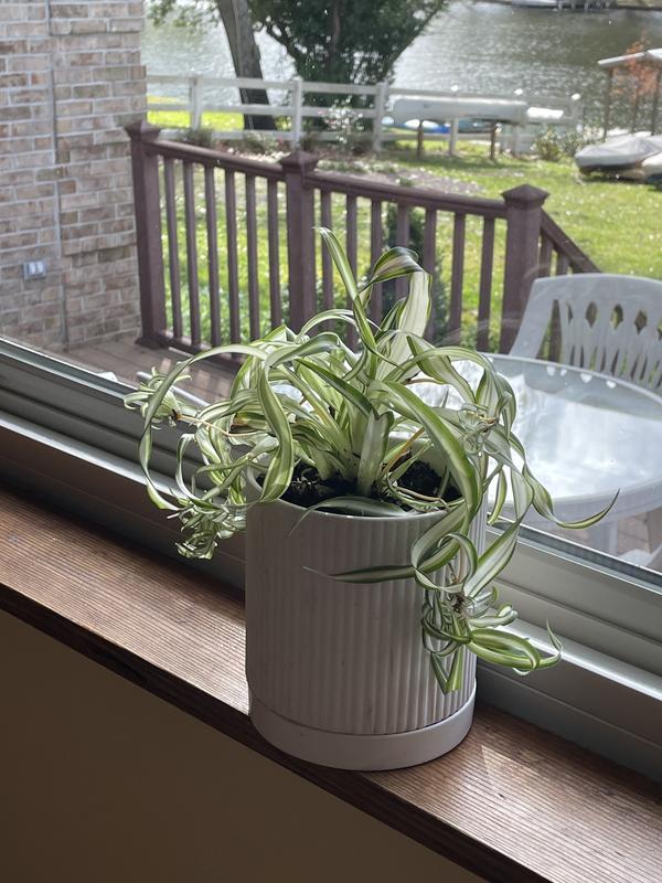 ceramic wall plant pots Accent Decor Wim Wall Planter main image 0