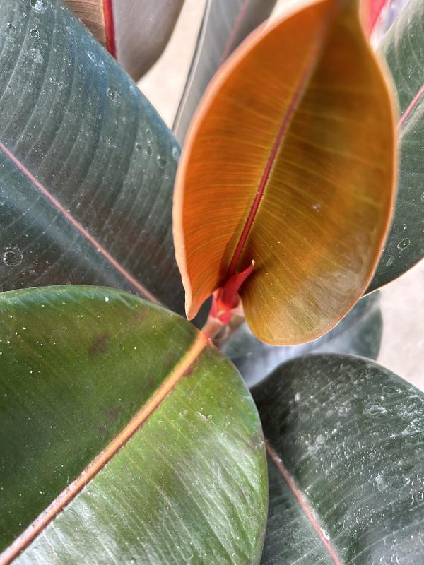 dark green pothos 4" Pothos 'Emerald'