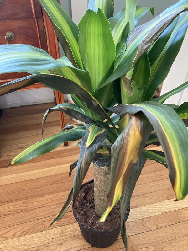 Costa Farms Dracaena Fragrans Mass Cane House plant in 10 Inch(es) Pot ...