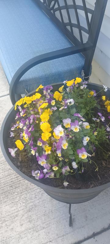 Lowe's 1.50 Gallon(s) Assorted colors Stock 1 -Pack - Low Maintenance ...