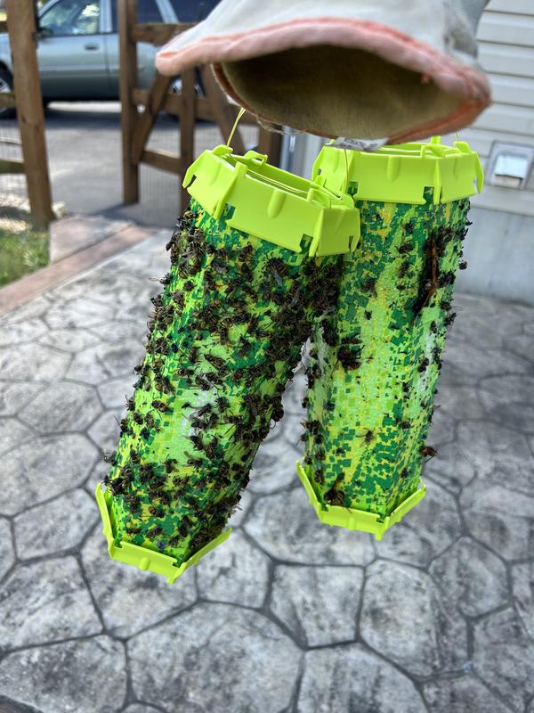 RESCUE! Trapstick Wasps, Mud Daubers And Carpenter Bees