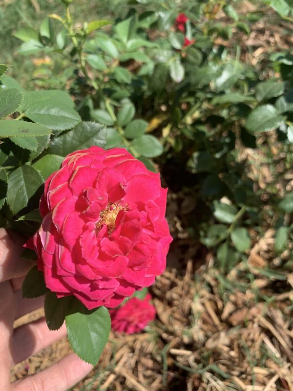 Lowe's 1.50-GAL ROSE STRONG HEART CSK in the Roses department at Lowes.com
