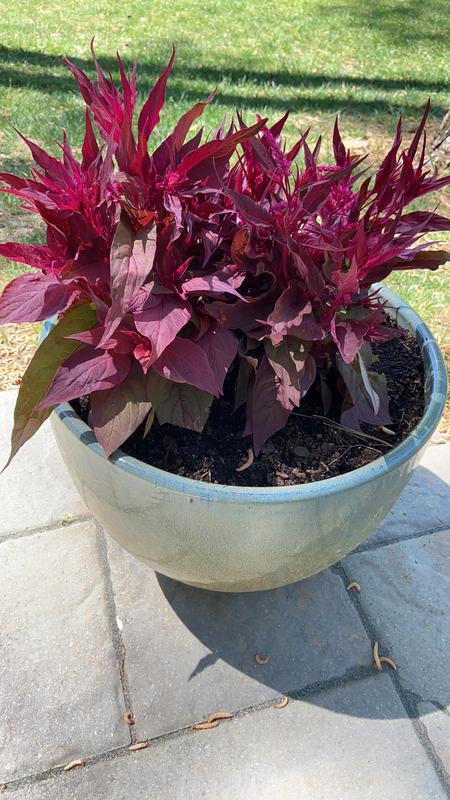 2 5 Quart Multicolor Dragon S Breath Celosia In Pot L In The Annuals Department At Lowes Com