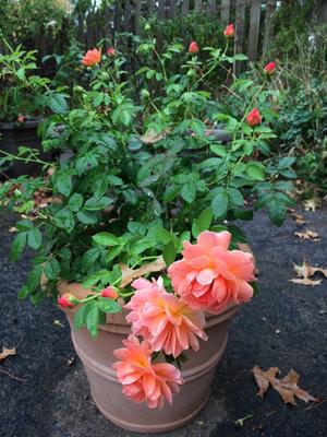 dotchi 30-in W x 24.8-in H Weathered Terracotta Plastic at