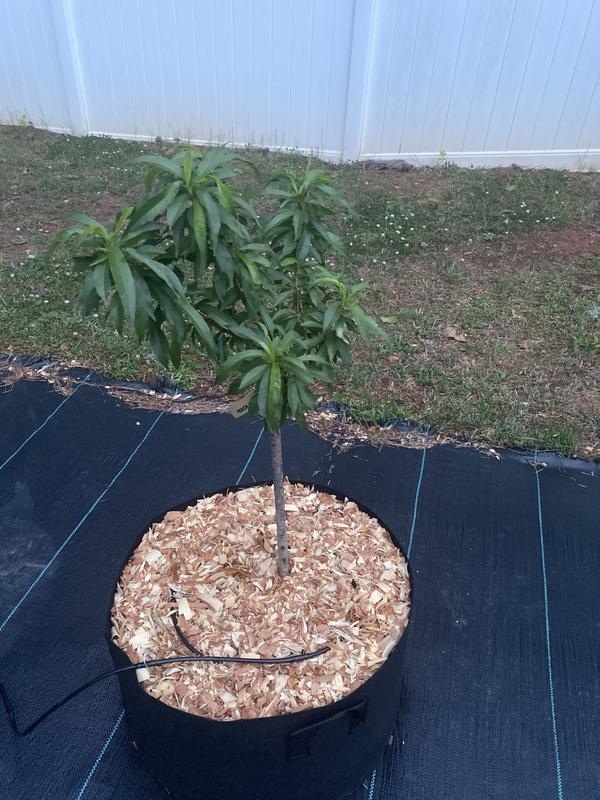 southern-planters-3-gallon-feature-bonanza-patio-peach-tree-in-pot