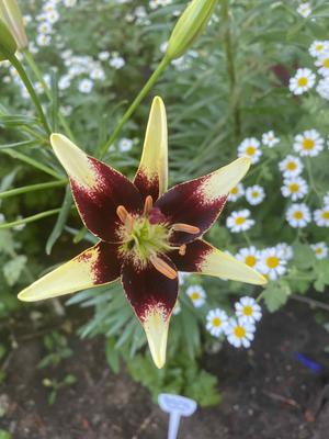 Lowe's White Navona Asiatic Lily Bulbs 6-Count 23194P at