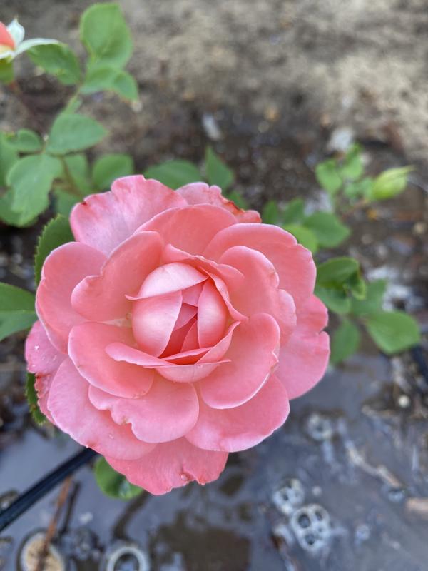 Proven Winners Pink Reminiscent Coral Rose (Rosa) Flowering Shrub in 1 ...