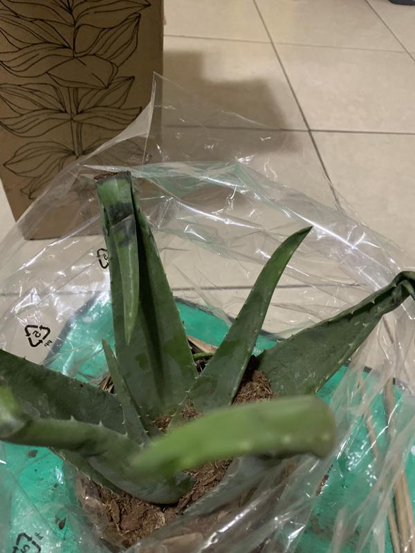 dieffenbachia for sale Large Dieffenbachia 'Tropic Snow' main image 1