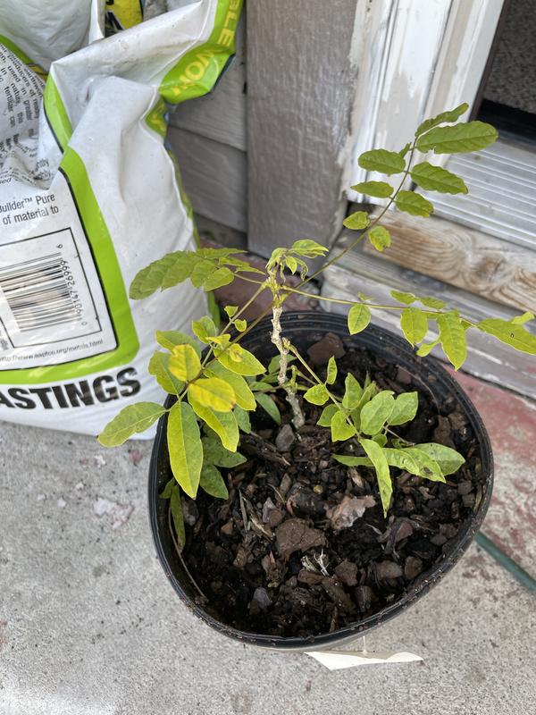 Native Kentucky Wisteria - 1 Gallon Established Plant – Tristar Plants