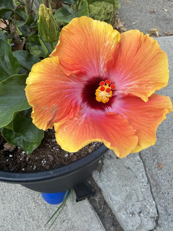 Lowe's 1 -Gallon Orange Hibiscus 1 -Pack - Low Maintenance in the
