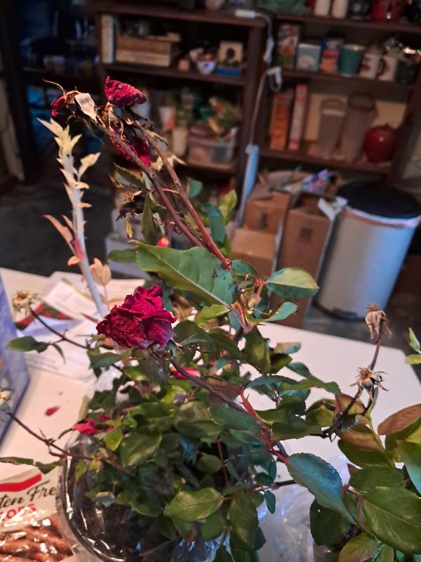 Red Double Knock Out Rose 1-Gallon 2-Pack in Pot 71371-2 at Lowes.com