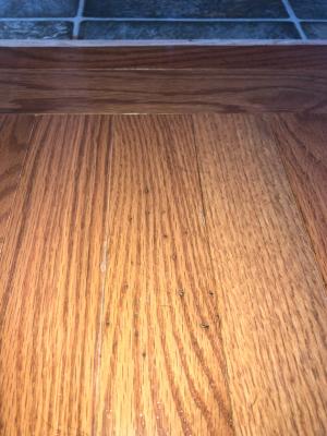 Pergo American Era Butterscotch Oak 3/4-in T x 2-1/4-in W Smooth ...