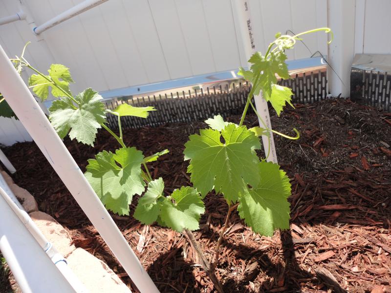 thumbnail image 2 of Ruby Red Seedless Live Grape Plant – 1-2 Year Old, Ready For Planting 2 of 3