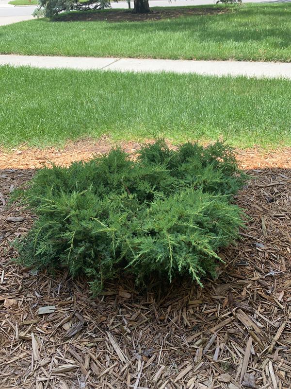 Monrovia Daub's Frosted Juniper Foundation/Hedge Shrub in 3.58-Gallon ...