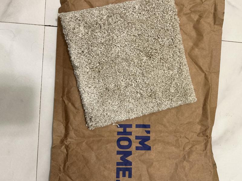 STAINMASTER Frozen Textured Carpet Sample (Indoor) at Lowes.com