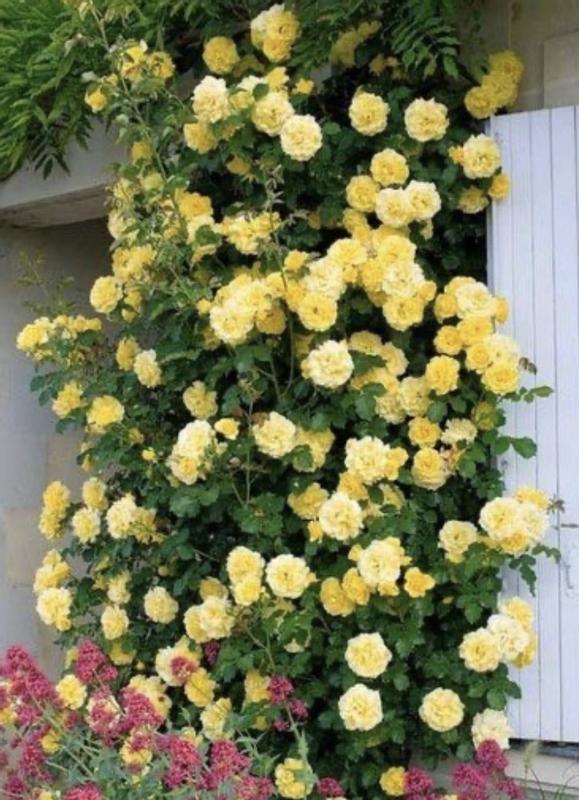 Spring Hill Nurseries Yellow Flowering Skys The Limit Climbing Rose 1 ...