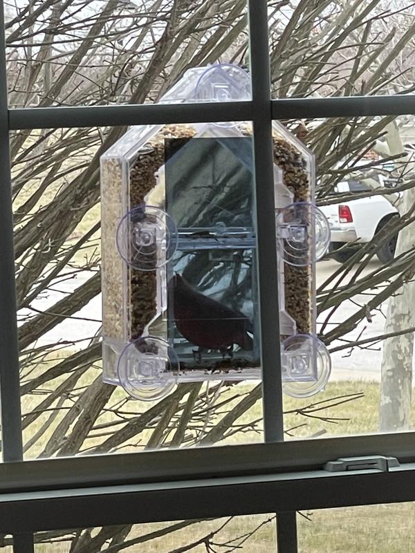 WoodLink Sneak-a-Peak Heavy-Duty Crystal Clear Window Bird Feeder