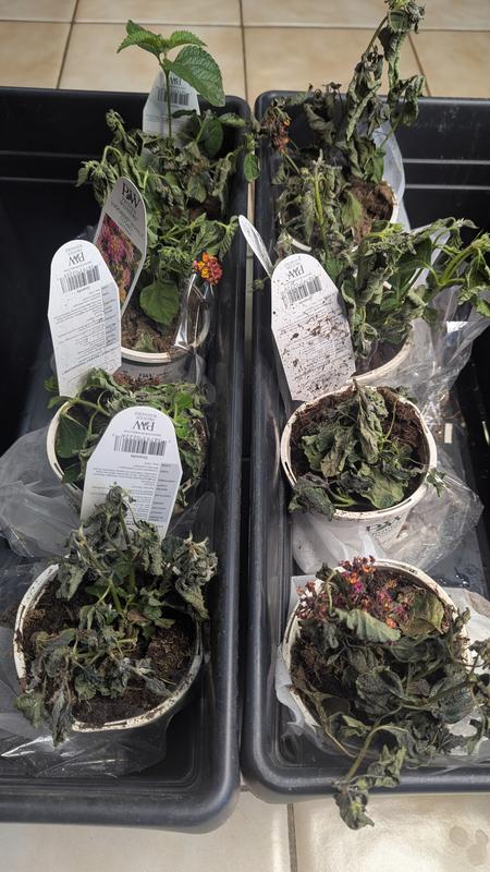 Proven Winners Premium All Purpose All-purpose Potting Soil Mix at