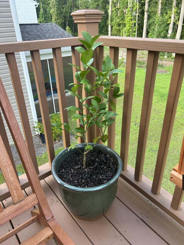 Miracle-Gro Fruit and Citrus Tree Food Spikes 8-lb 8-2-6 Tree Food