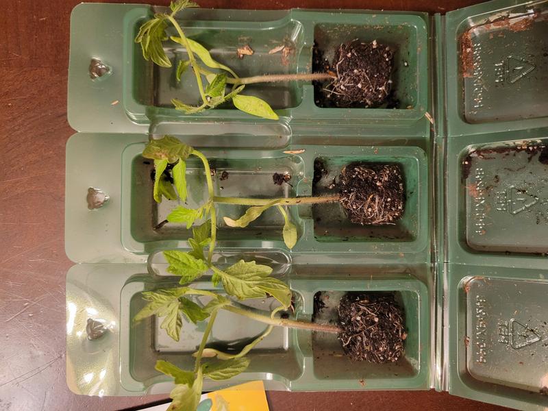 Bonnie Plants Better Boy Tomato Plug Plant 207395 at Lowes.com