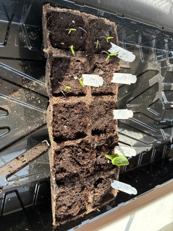 Jiffy Organic Natural Strips in the Seed Starters department at
