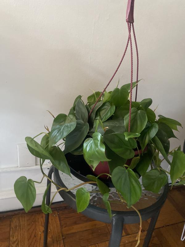 prince of orange philodendron for sale Buy Philodendron Prince of Orange main image 1